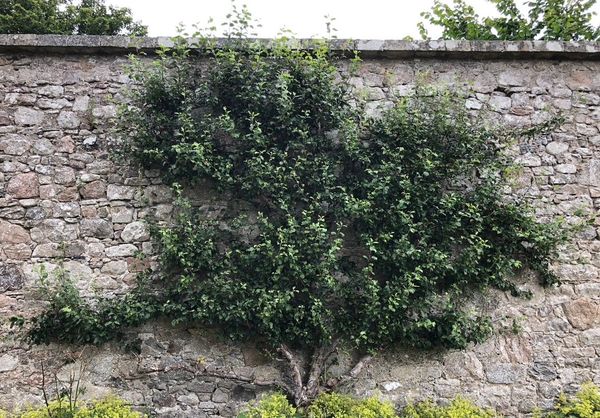What Did Monks Know About Crab Apples?