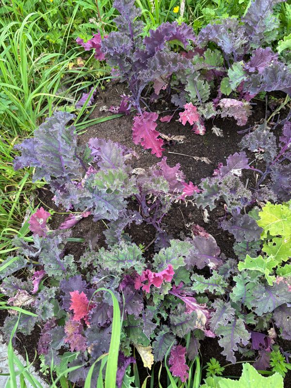 A Thank You Letter to Kale