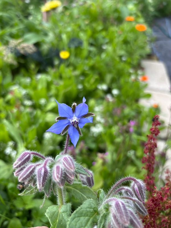 I, Borage, Always Bring Joy