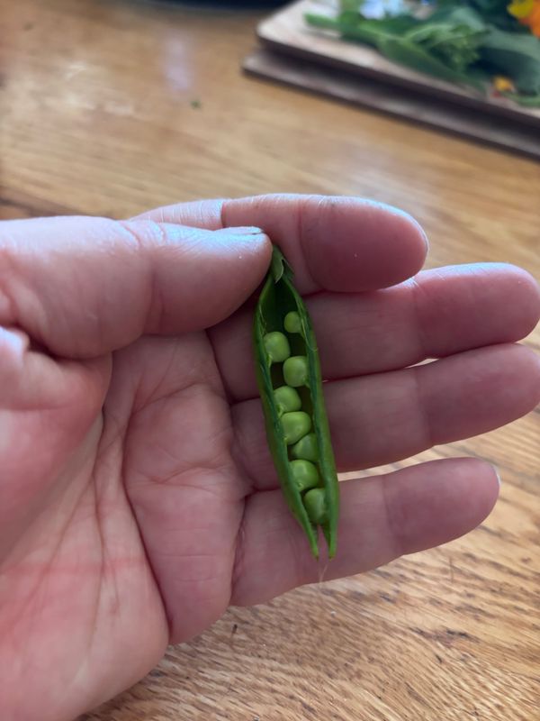 The Secret Life of Peas