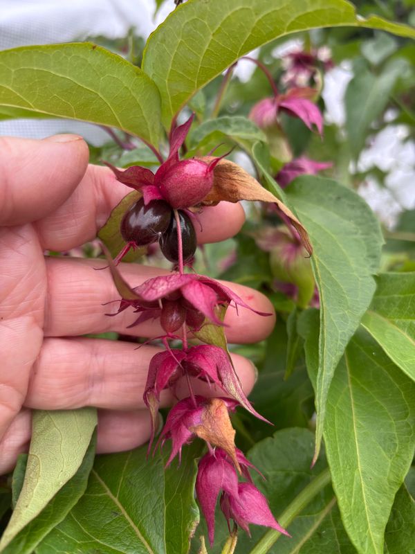 Himalayan Honeysuckle