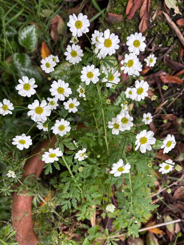 Feverfew