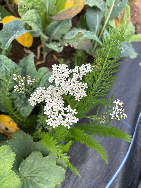 Yarrow From the Achilles Heel to the Grave