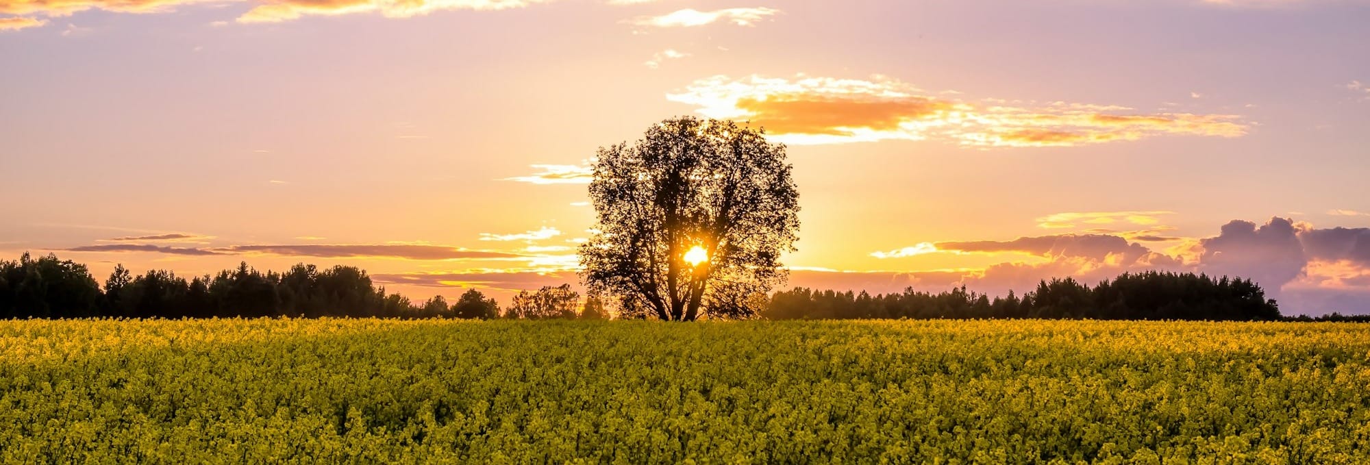 trees during golden hour