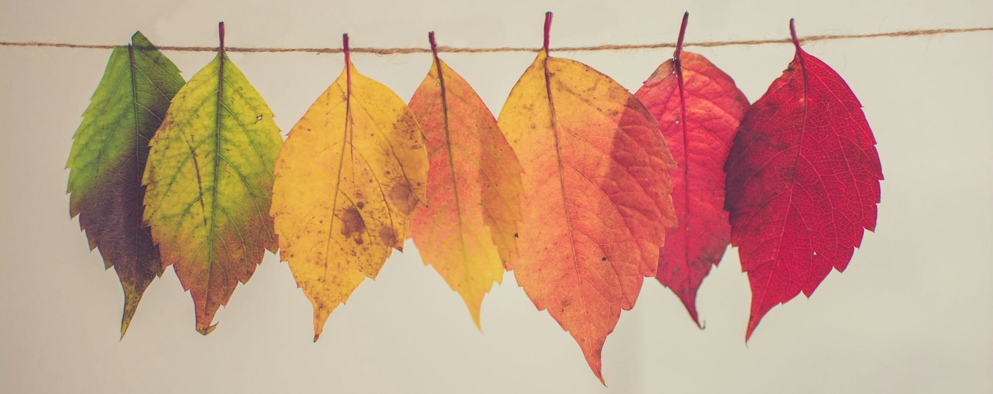 trang trí treo lá nhiều màu