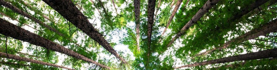 Why the Duolingo English Test (DET) Stands Out: A Comparison with Other English Tests