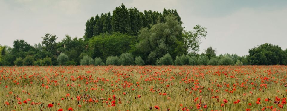 5 Tips for the Read Then Speak Question: Duolingo English Test