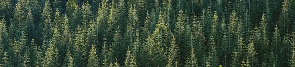 How To Use Your Coupon Code on the Duolingo English Test