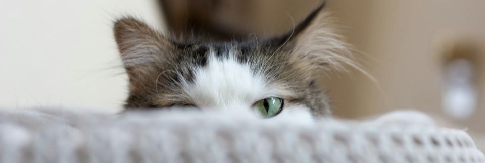 How the Duolingo English Test Ensures Secure Proctoring