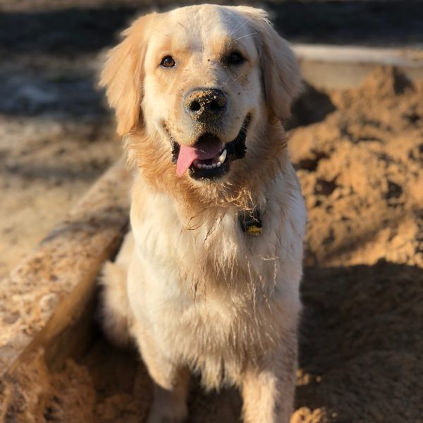 A little story about dopamine & adolescent brains