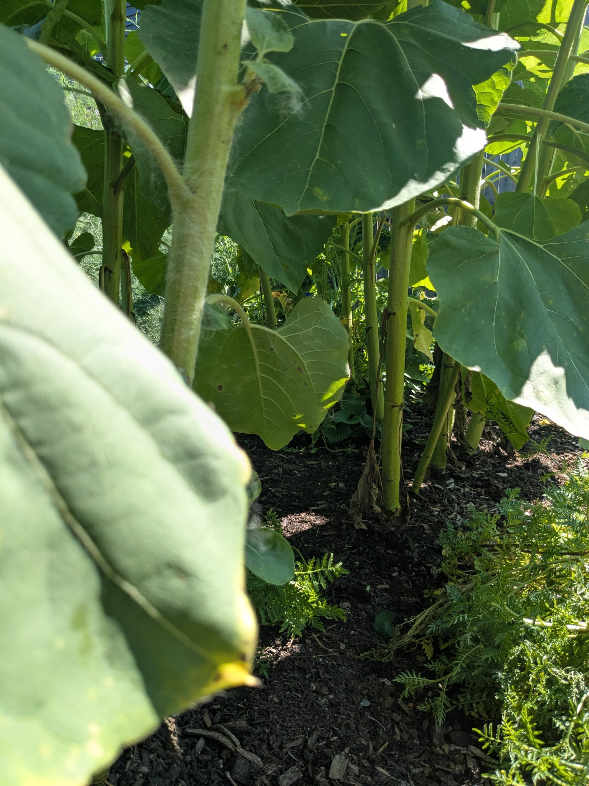 sunflower stalks