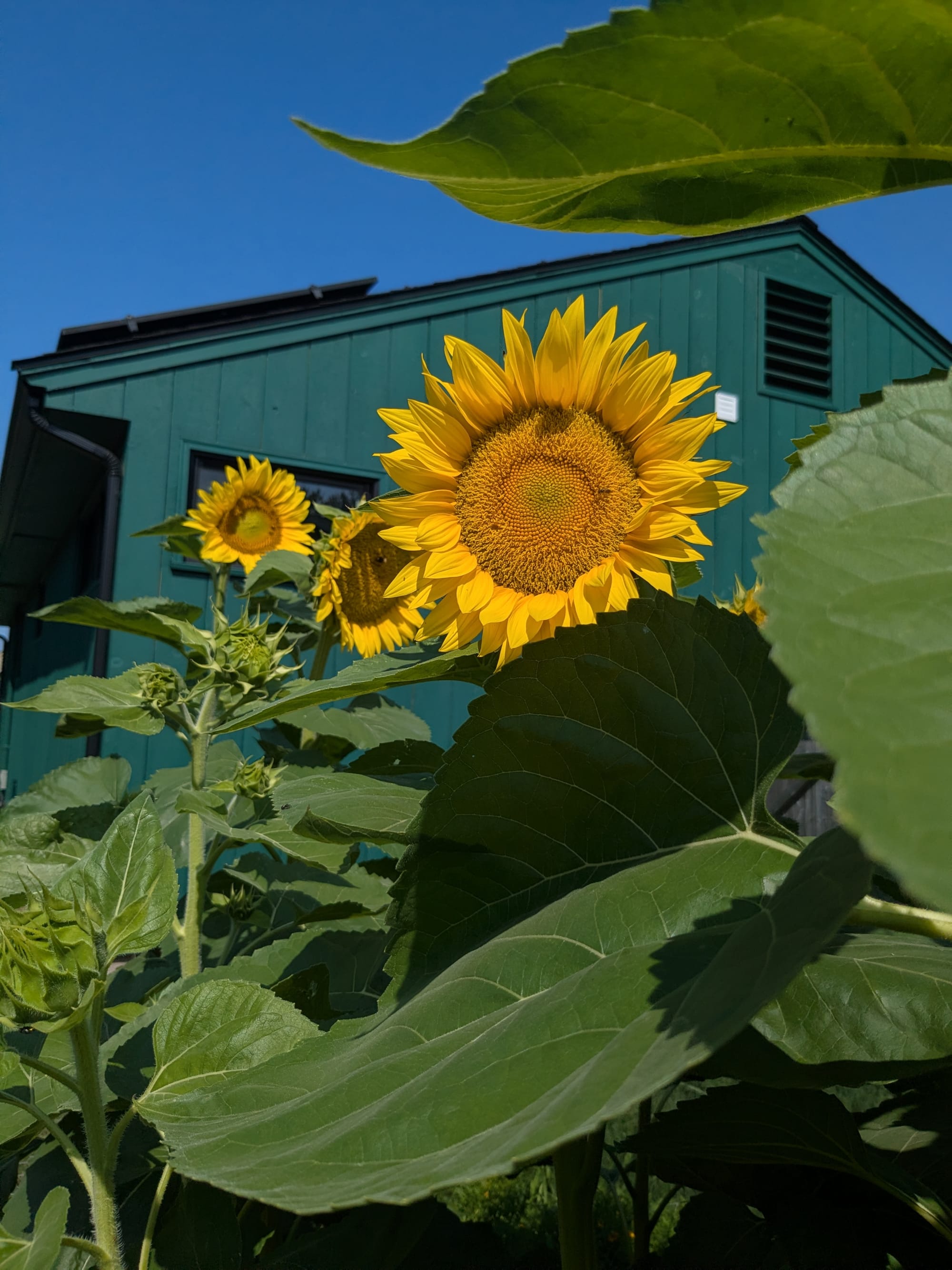 sunflowers in front of a dark green house and deep blue sky