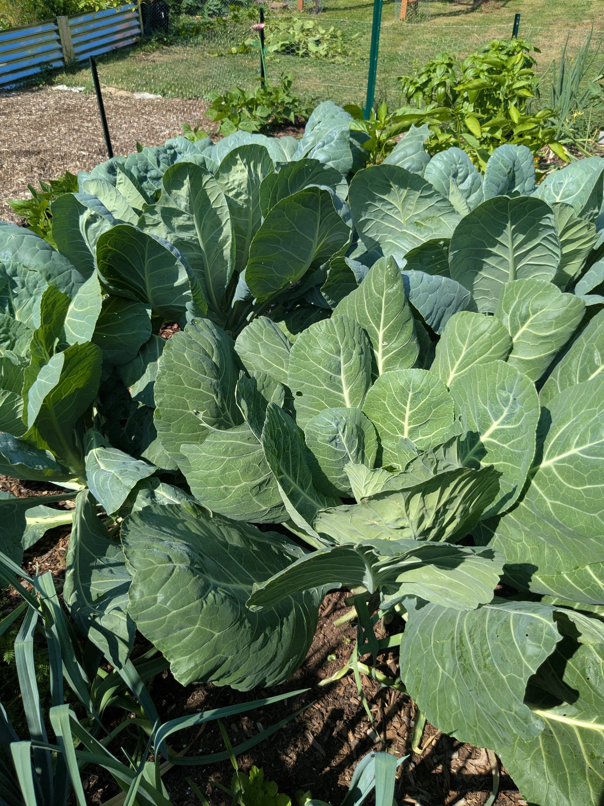 big healthy collard green plants
