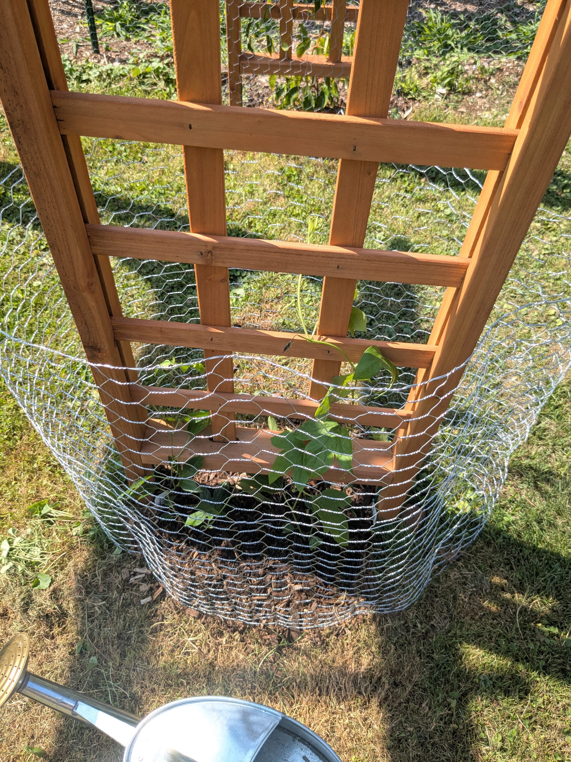 passionfruit vines planted next to a cedar arbor, wrapped with chicken wire