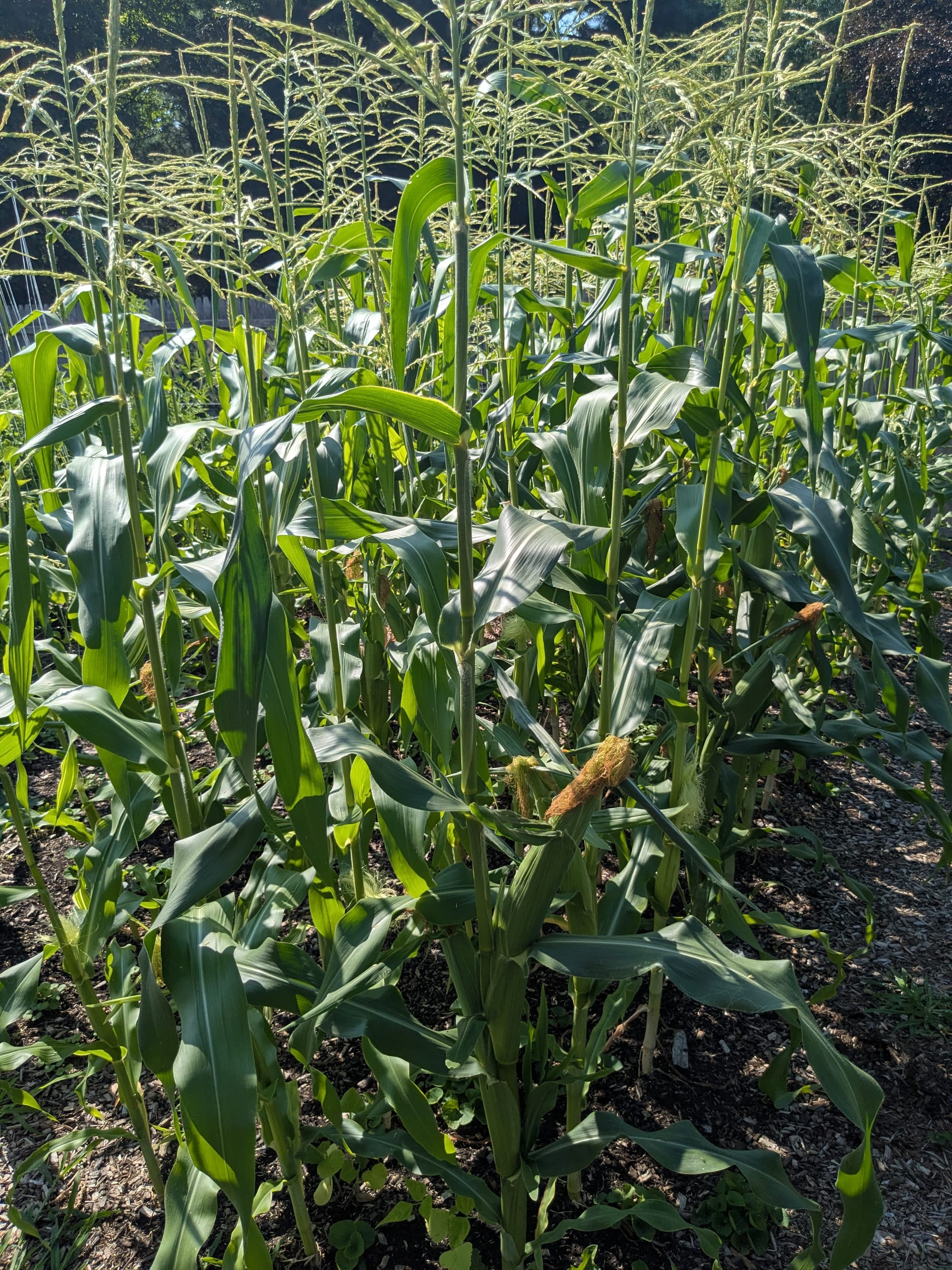 mature corn stalks with nearly ripe ears