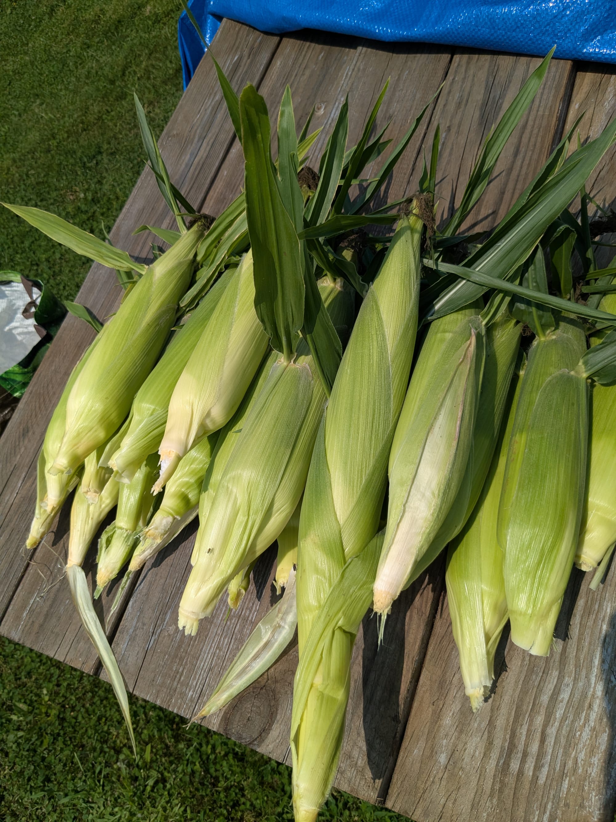 A pile of corn ears in husk on a picnic table