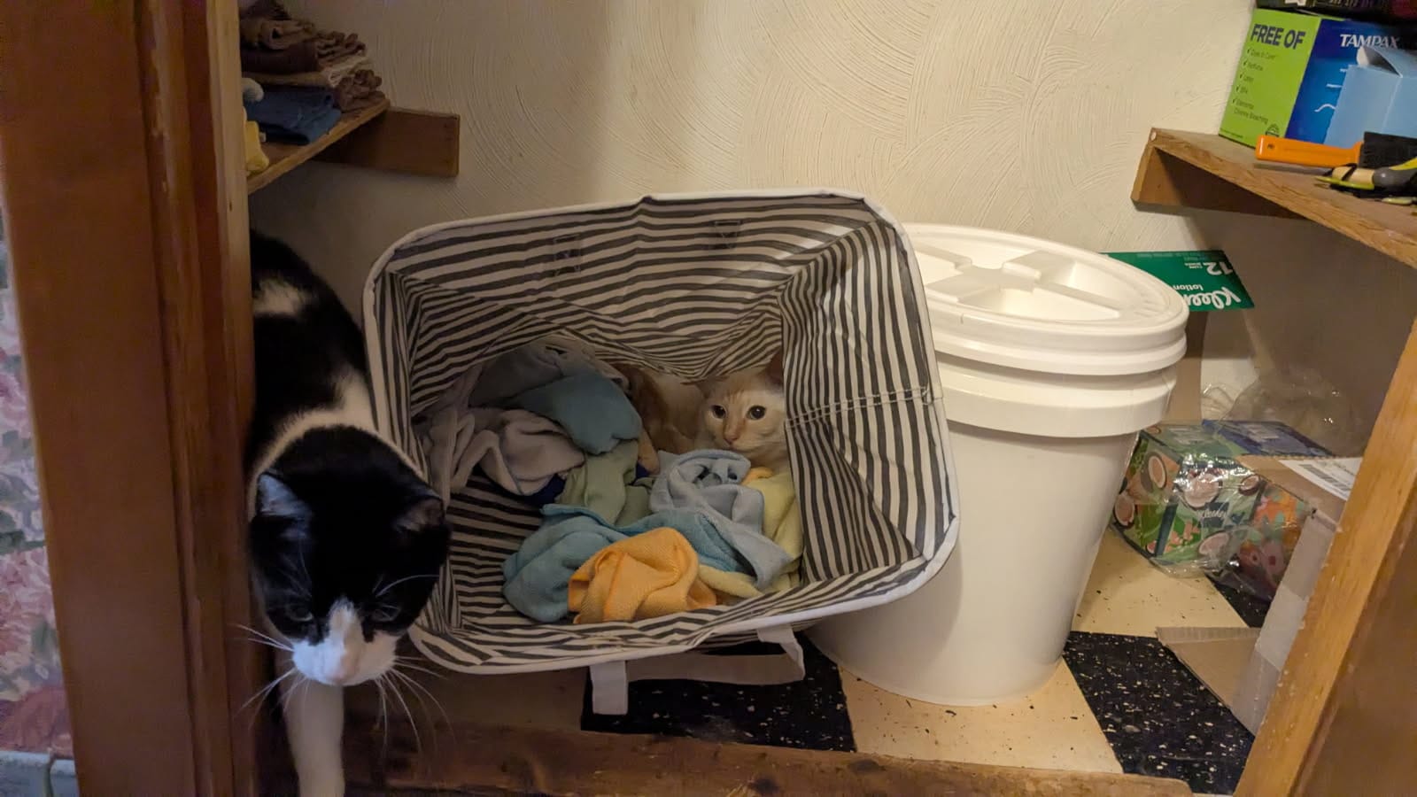Puck curled up in the laundry basket while Dickens comes out of the closet
