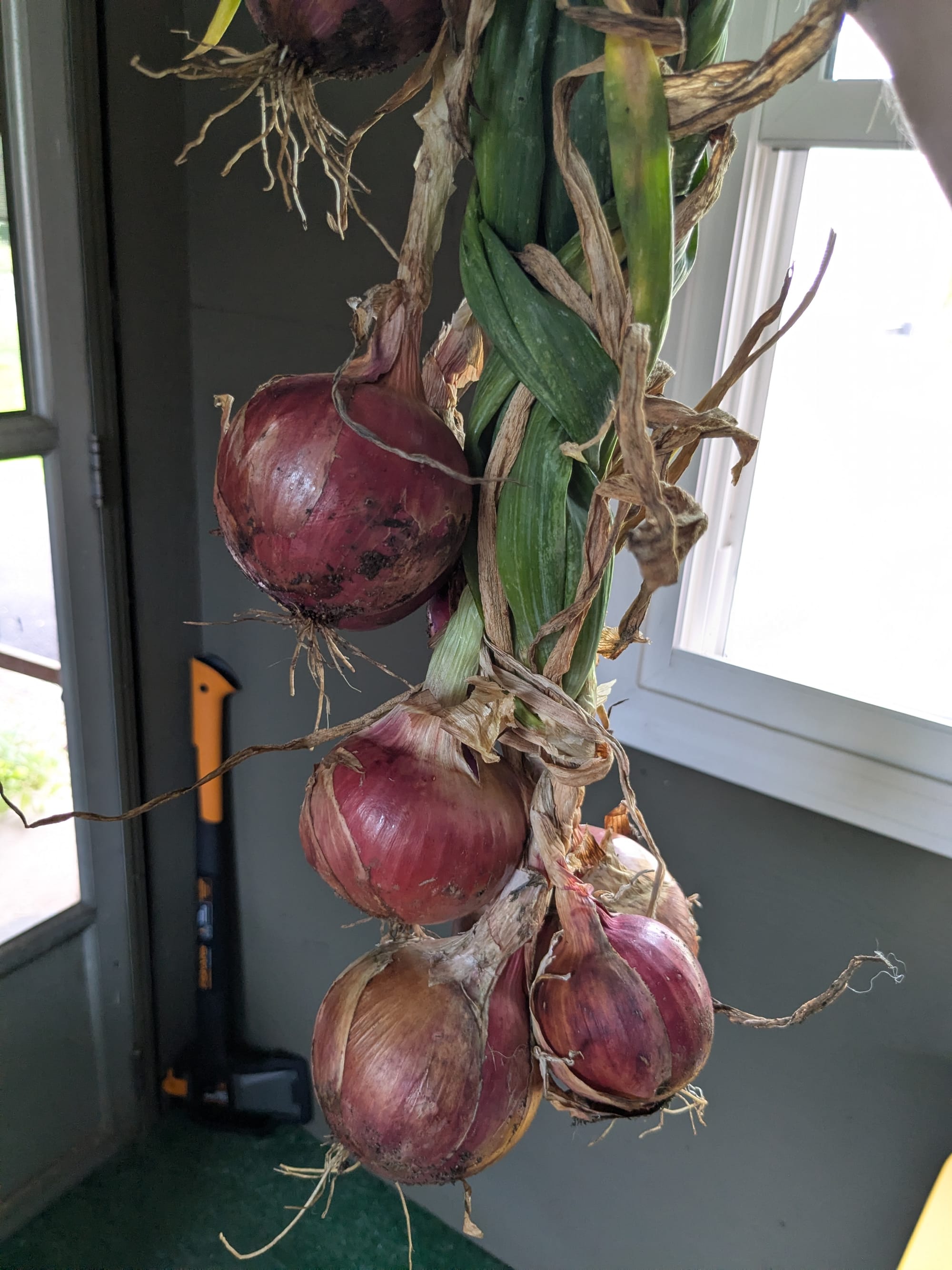 several large red onions braided together