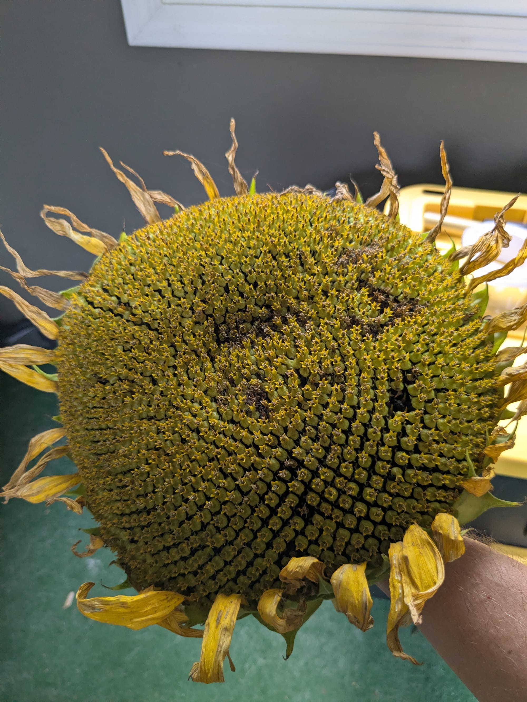 A drying sunflower head