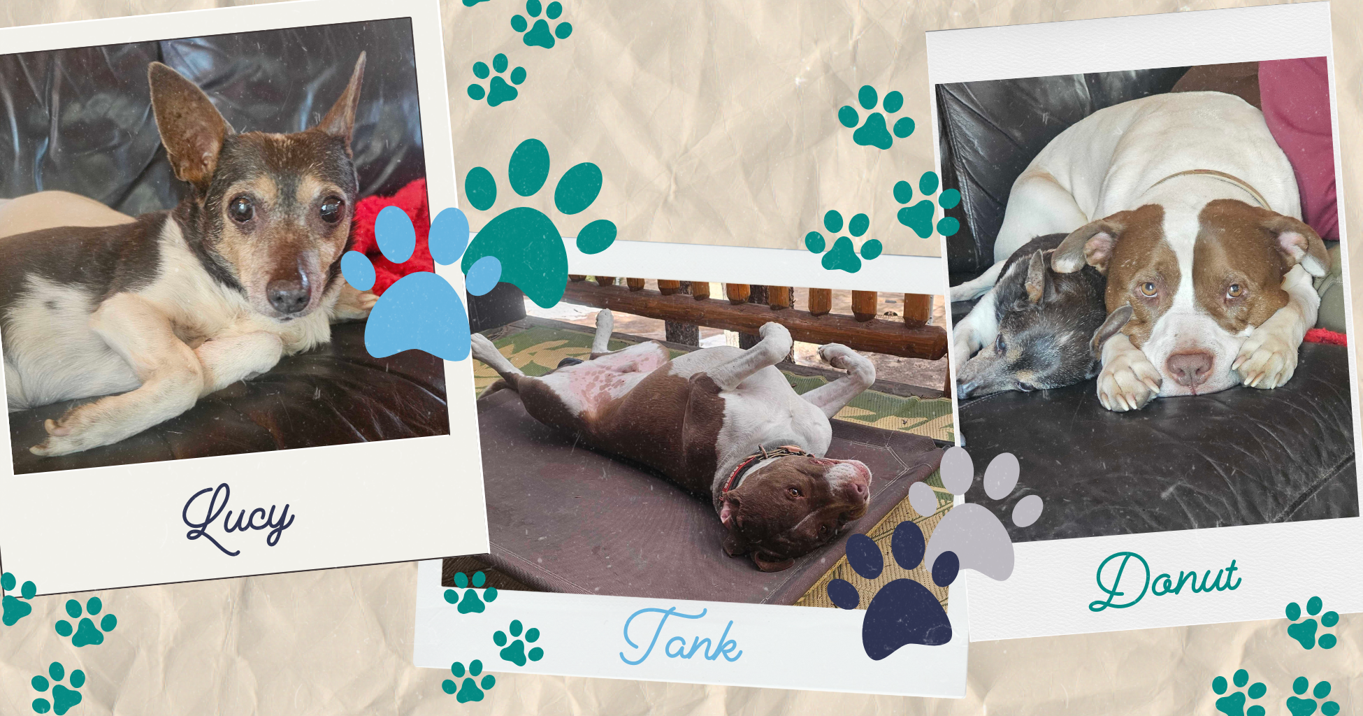 Collage pictures of three cute dogs - polaroids
