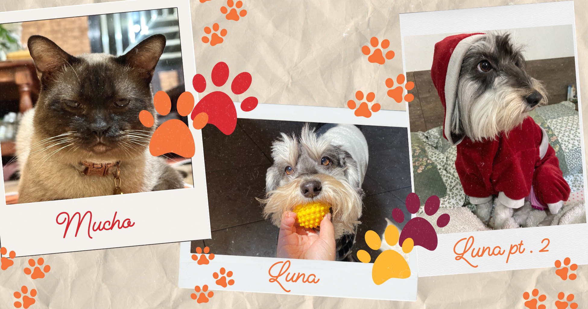 Collage polaroids of a cat and a schnauzer dog in a Santa costume and playing with a ball