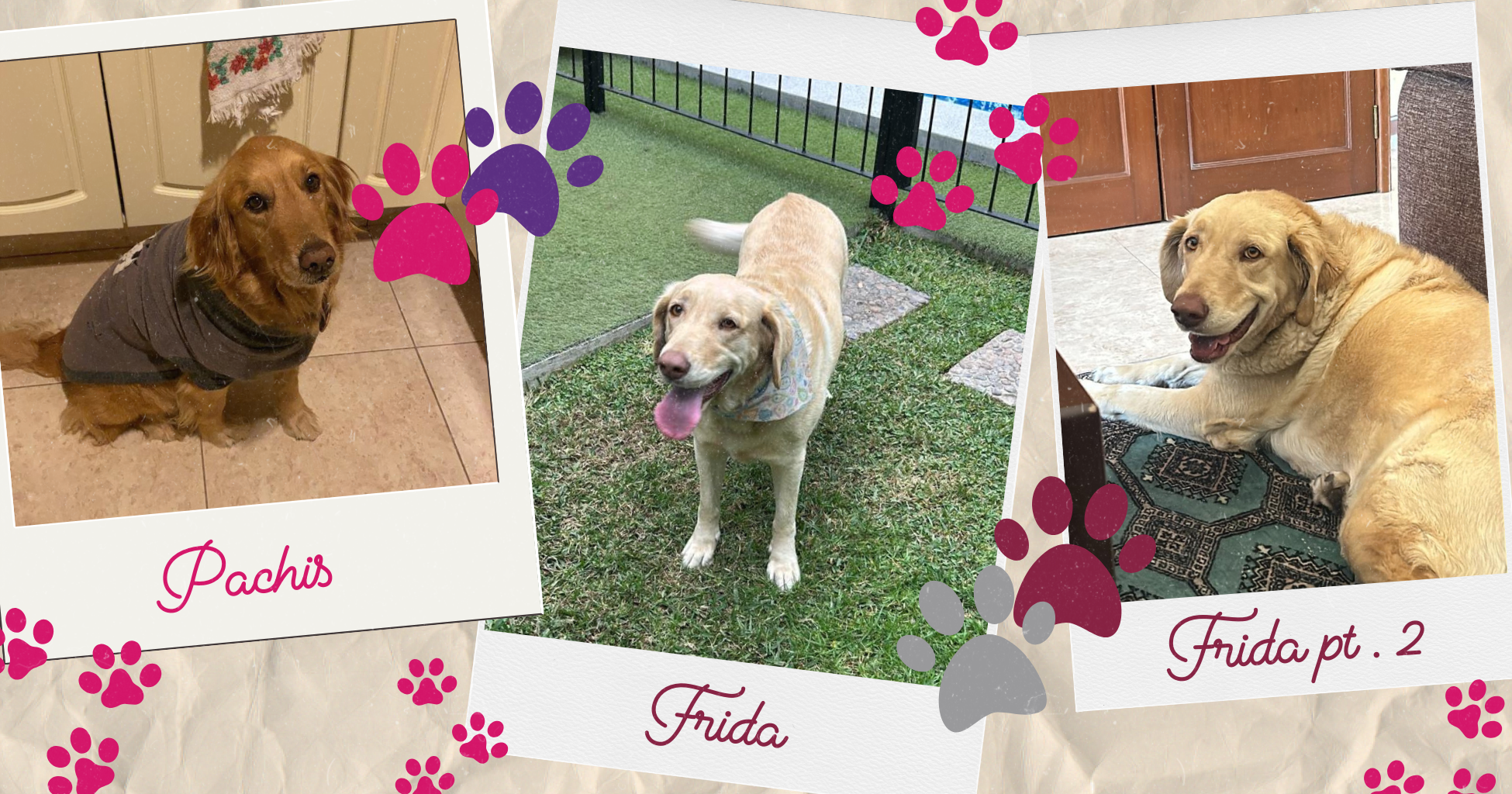 Collage polaroids of a Lab and a Golden dog in a tshirt