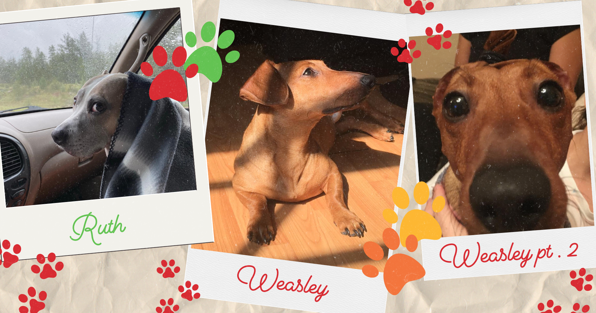 Picture collage of a female Pitbull and female Dachshund named Weasley and Ruth