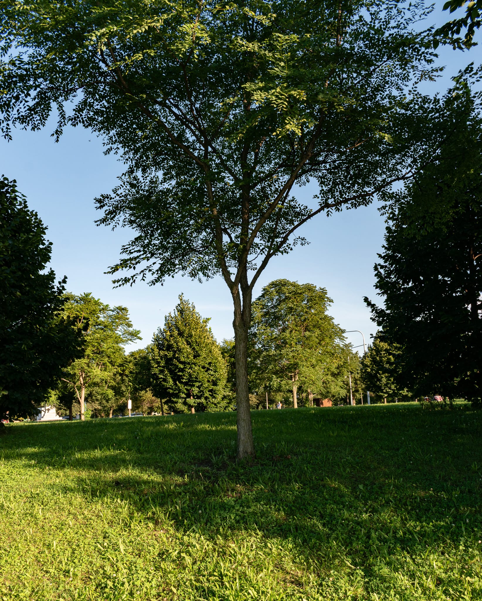 A thin sapling, green grass.