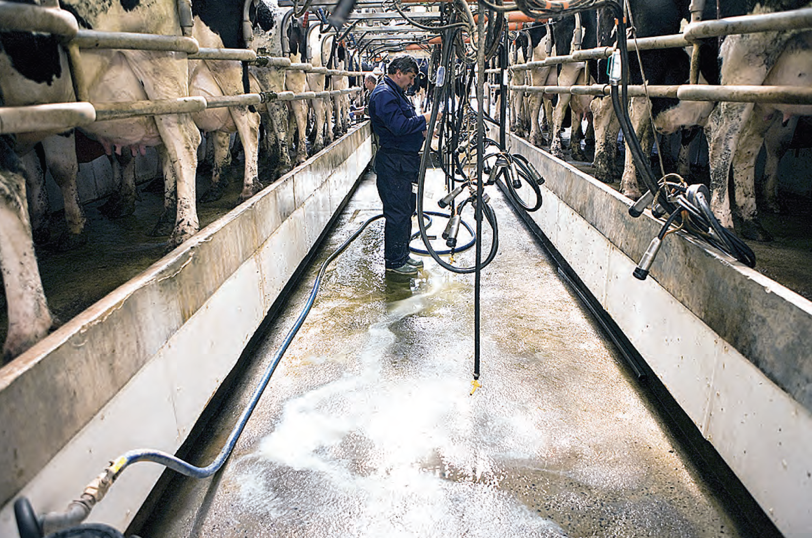Low prices will send dairy farmers to the wall