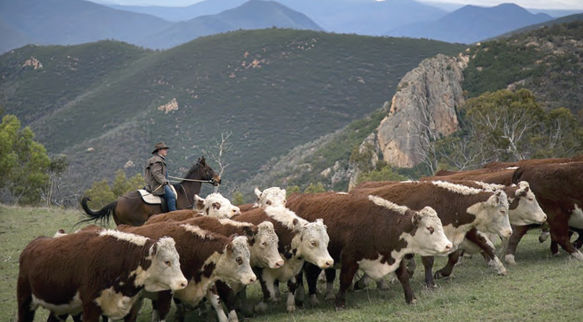 Graziers want high country opened up