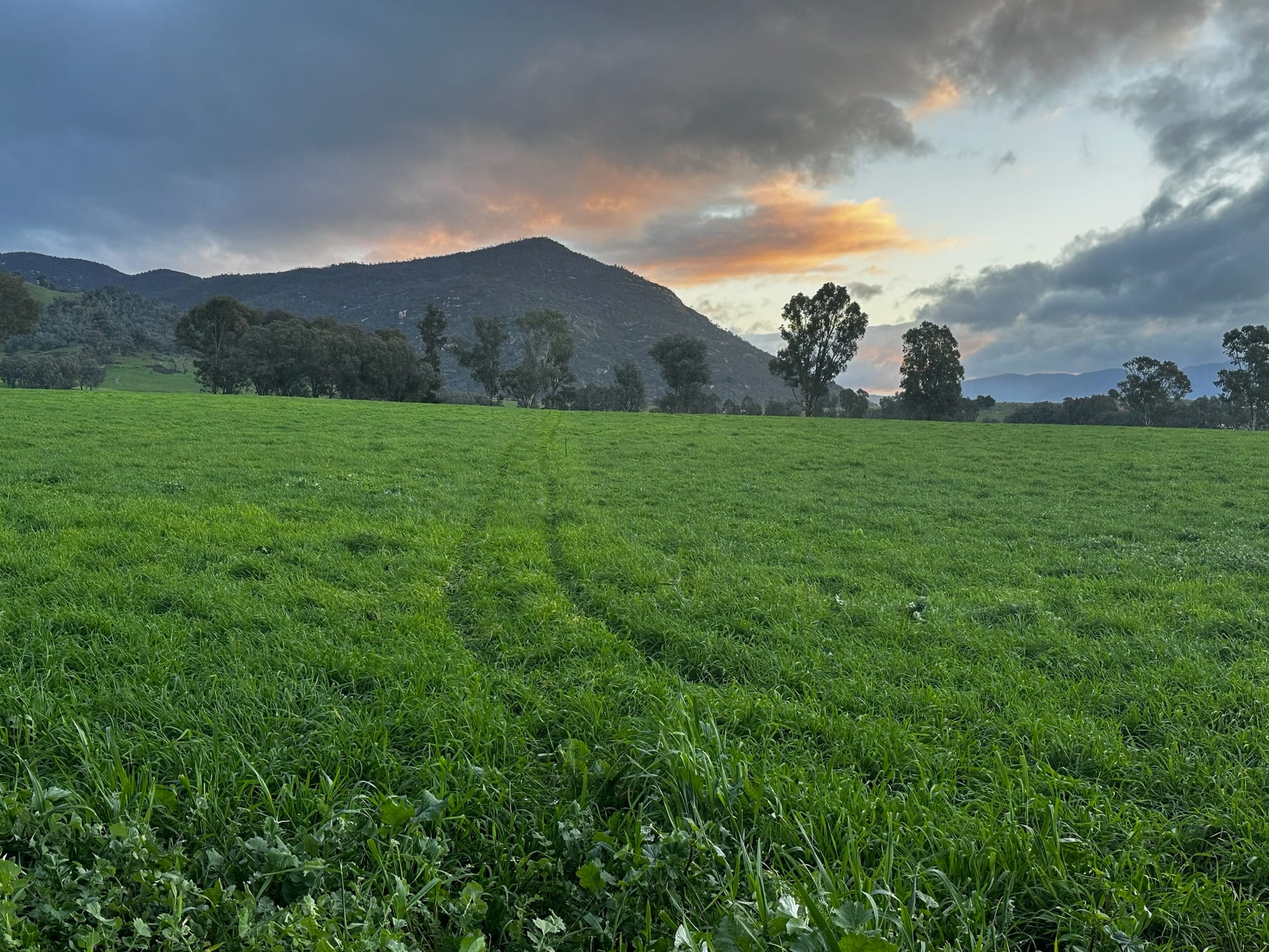 Farmers weigh up carbon benefits