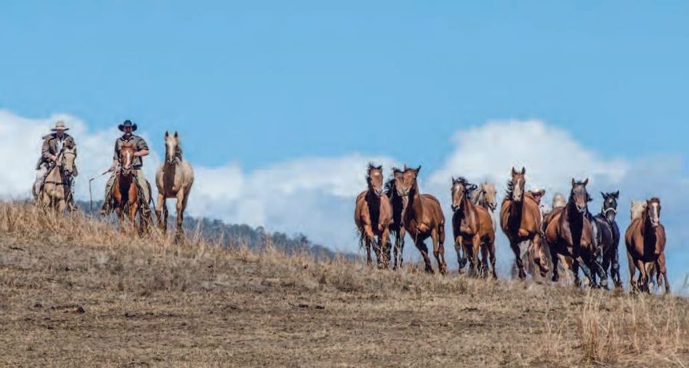 2021 Man From Snowy River Bush Festival Feature post image