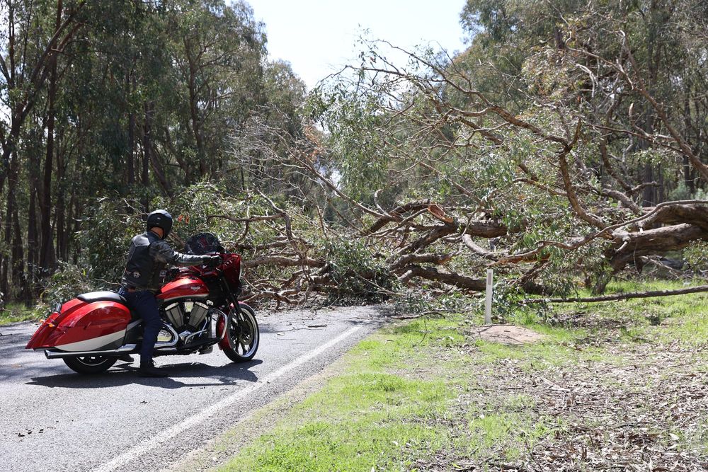 Highway closed by fallen tree post image