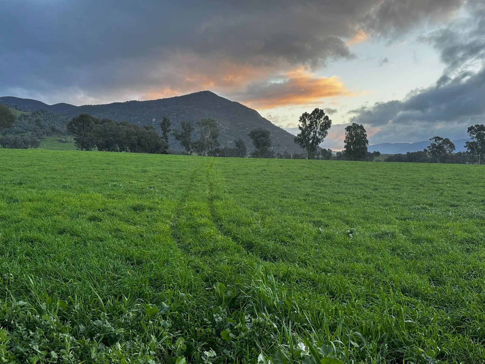 Farmers weigh up carbon benefits post image