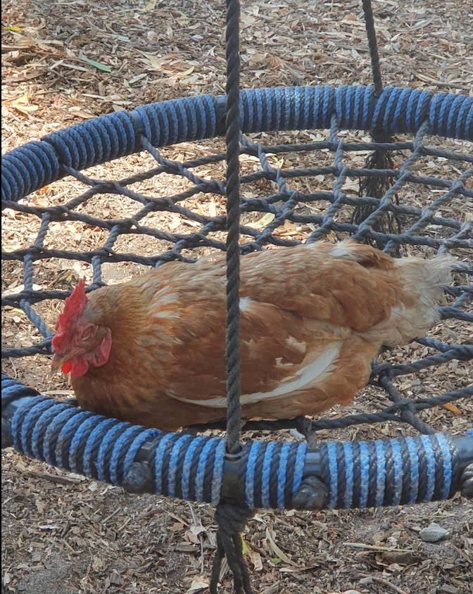 2026 is well underway and shaping up to be the best year ever on the Farm, after all, what could top a chicken sleeping on a swing????.