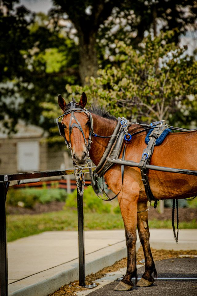 Amish horse in parking space at grocery store