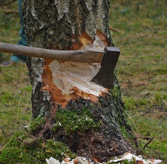 Picture of axe on tree trunk that has been partly chopped down