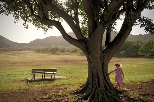 Photo of young girl touching a big tree with an empty bench and green grass in the background