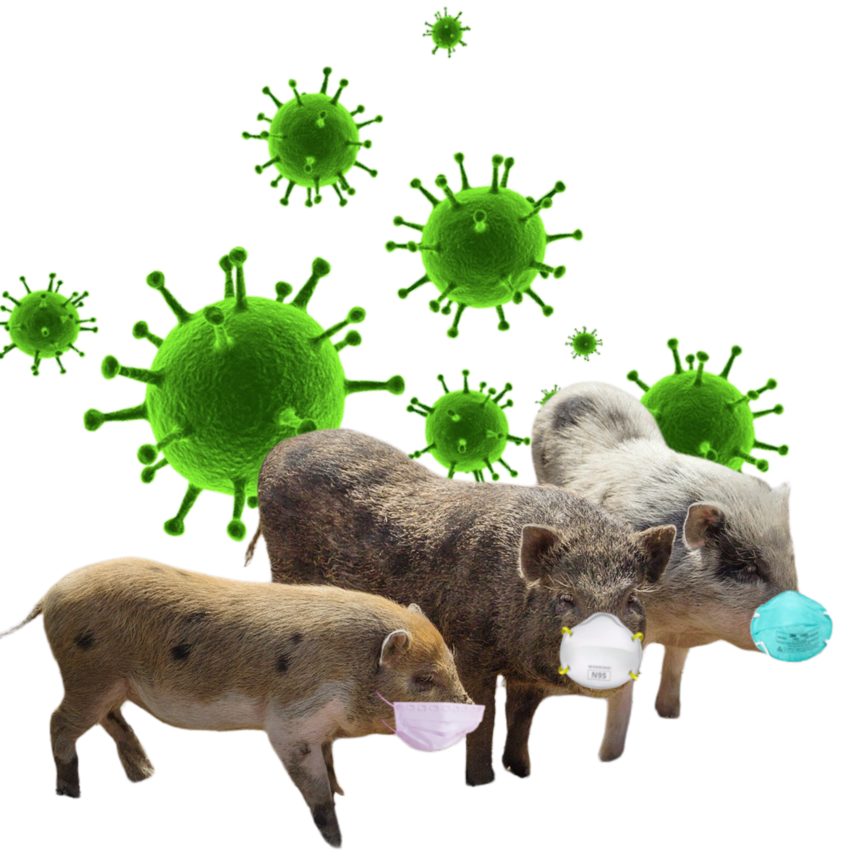 Three pigs wearing N95 masks surrounded by giant green viruses