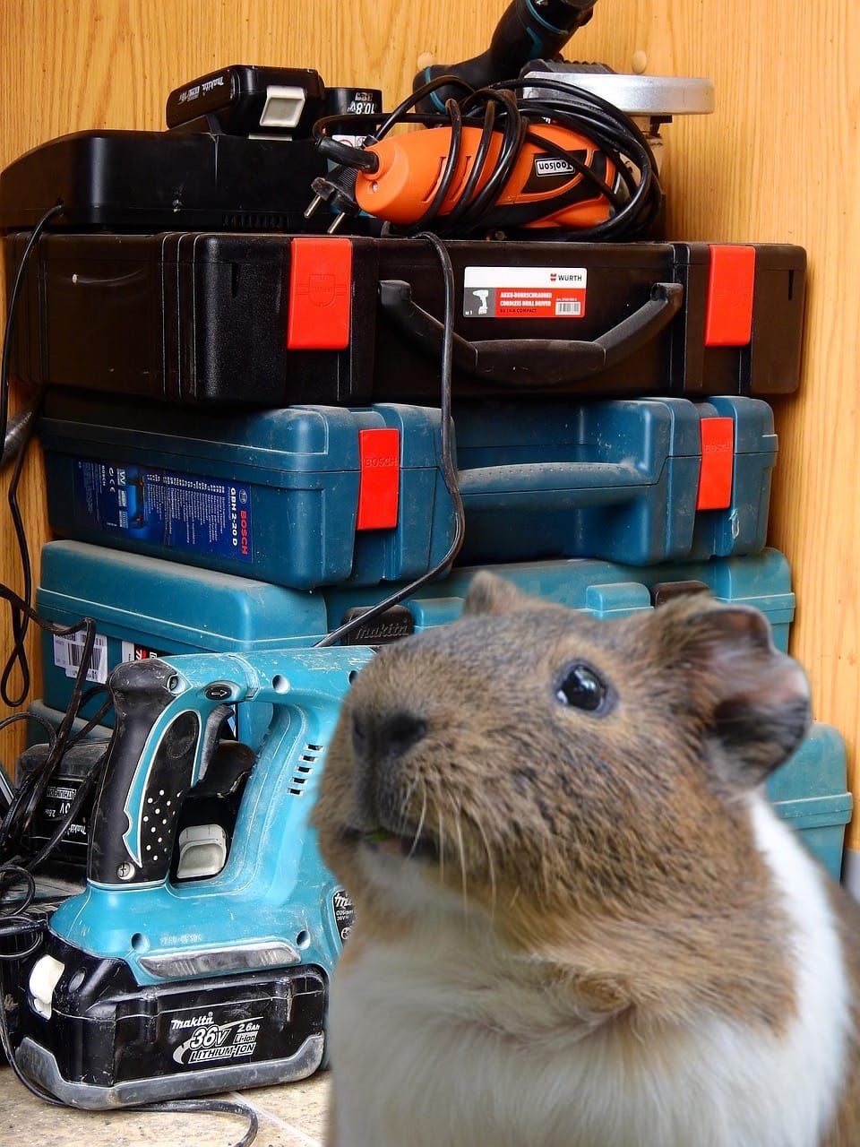 Brown and white guinea pig stands in front of pile of well-worn power tools