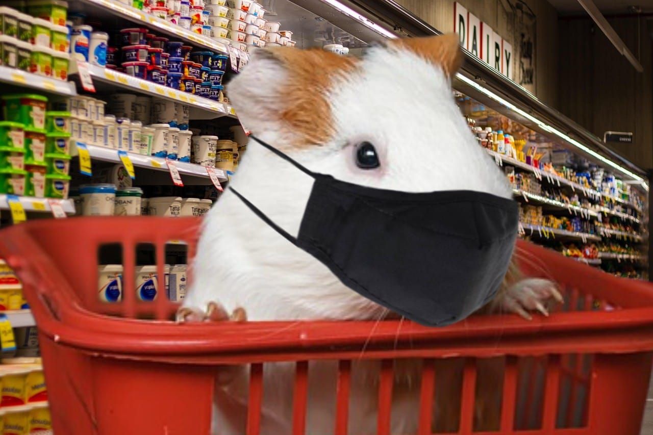 Brown and white guinea pig wearing a black face covering in a grocery store cart in front of the dairy counter