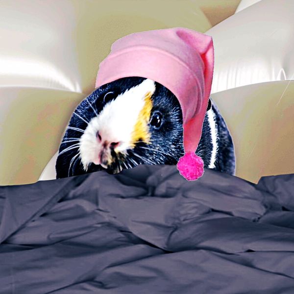 Tri-color Guinea Pig in bed with covers pulled up to its face and a pink sleeping cap on