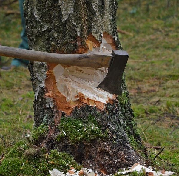 Picture of axe on tree trunk that has been partly chopped down