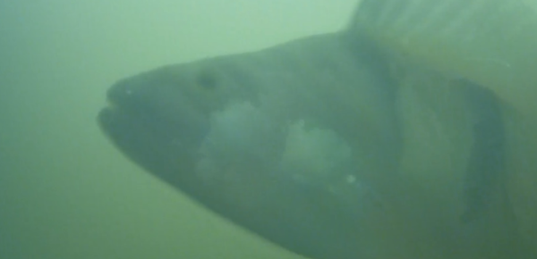 Closeup pic of fish in green water captured on Fish Doorbell livestream
