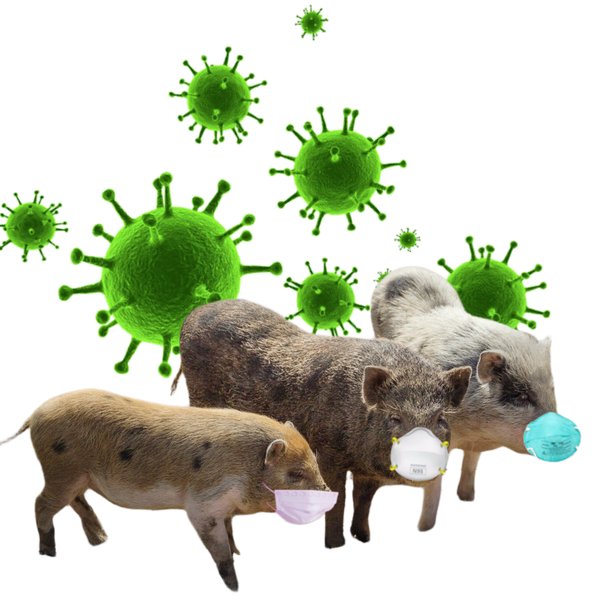 Three pigs wearing N95 masks surrounded by giant green viruses