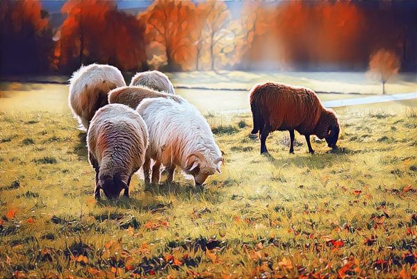 Four white sheep clustered together feeding in a pasture while one black sheep stands at a distance from them
