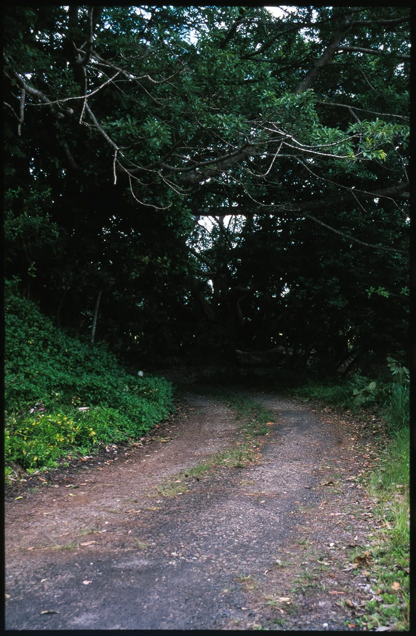 The path leading into the Island Quarry - Byron Bay - Boredoms - Boadrum111 - November 2011