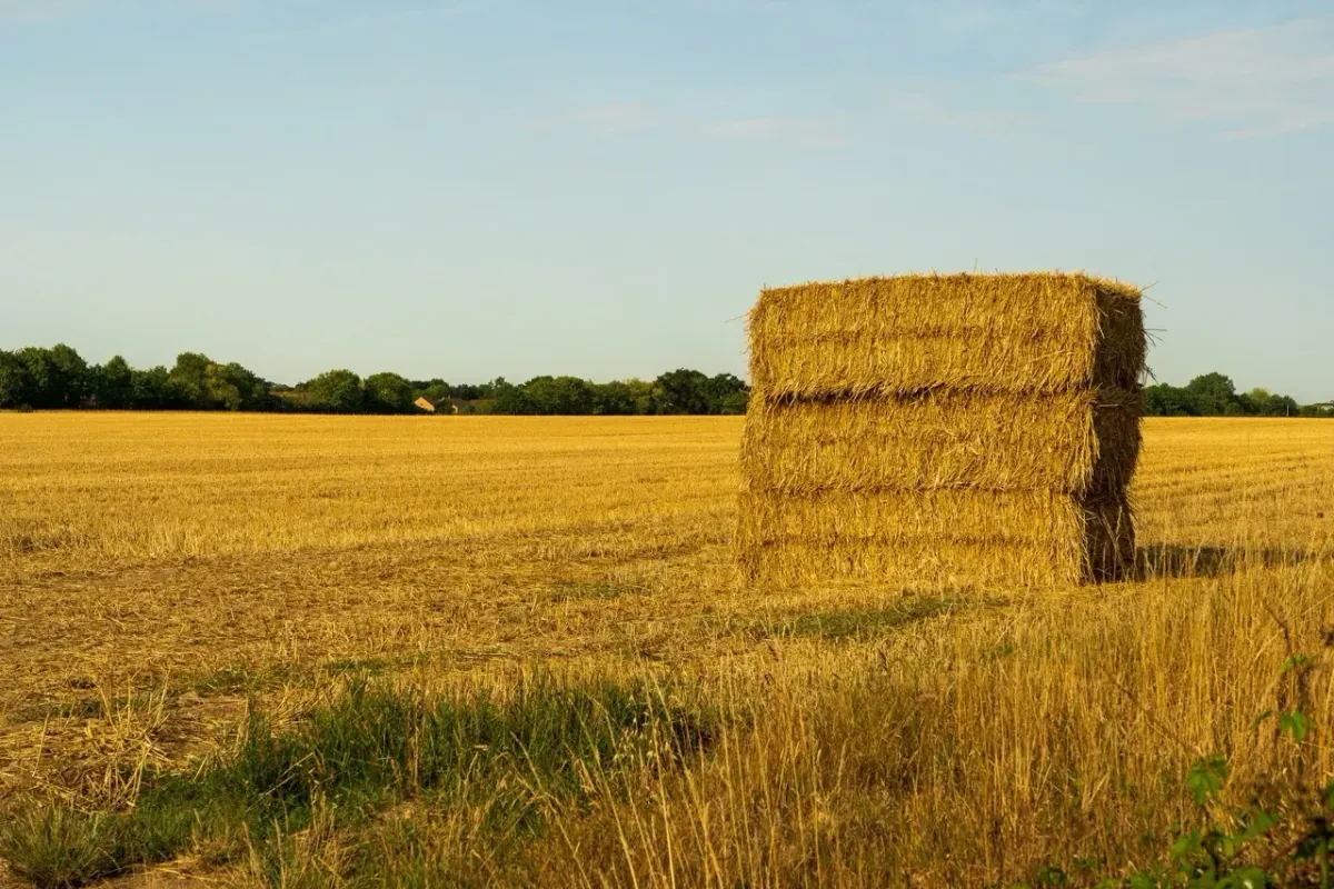 How to Feed the World by Vaclav Smil
