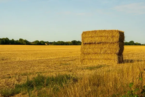 How to Feed the World by Vaclav Smil