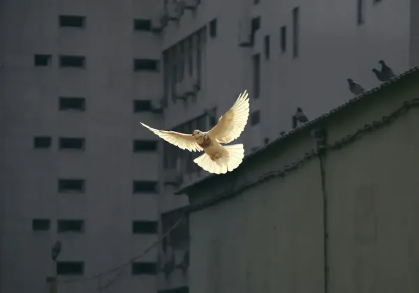 The Better Angels of Our Nature by Steven Pinker